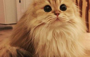 Dünyanın En Fotojenik Kedisi Smoothie ile Tanışın