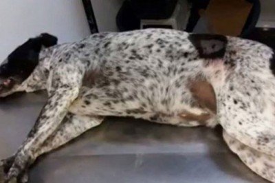 Muğla'ya Bağlı Ortaca İlçesin'de Köpek Cinayeti