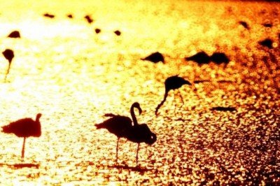 Flamingolar Milas'ı Mesken Tuttu, Fotoğraf Tutkunlarına Kartpostal Gibi Manzaralar Çıktı!