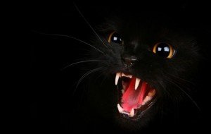 Siyah Kediler Hakkındaki 6 Gerçek