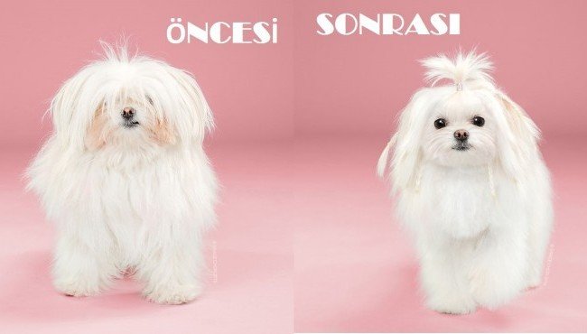 K&ouml;pek Deyip Ge&ccedil;meyin Onlarda Dışarıya &Ccedil;ıkarken Hazırlanıyorlar