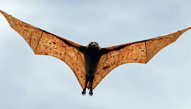 T&uuml;rlerinin En B&uuml;y&uuml;ğ&uuml; Olan &Uuml;rpertici 15 Dev Hayvan &Ccedil;eşidi