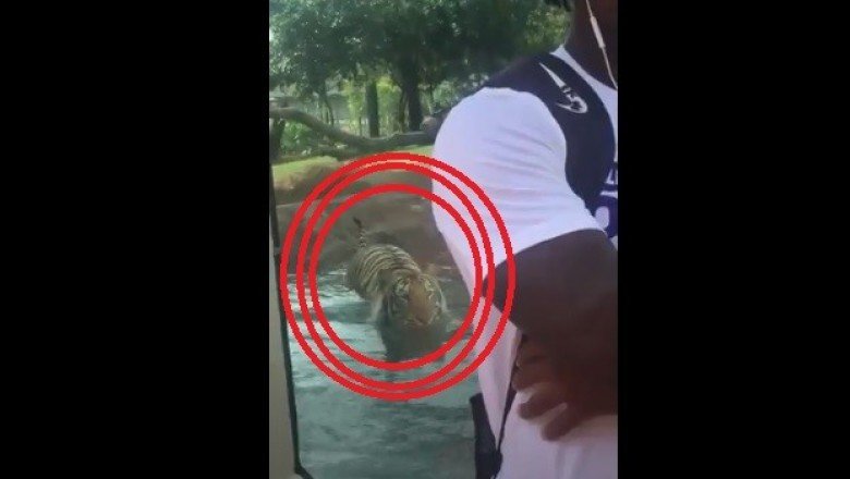 Kaplan Arkasından Sessizce Yanaştı!